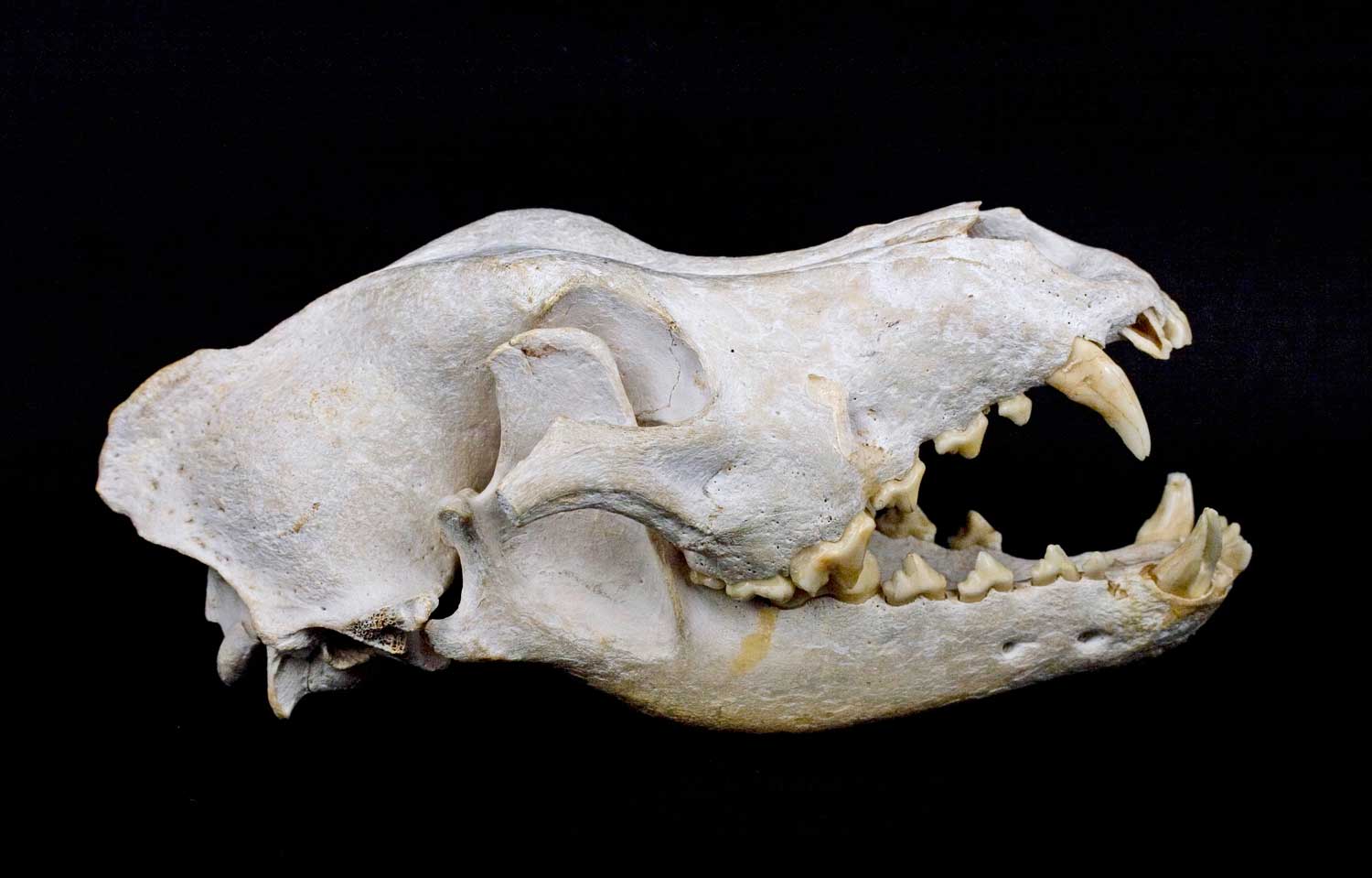 cranio di canide